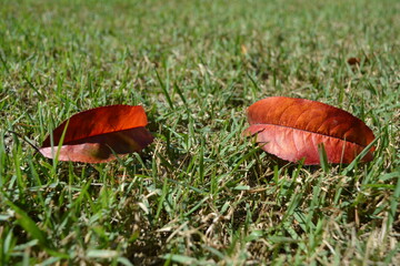 Autumn smile. A fallen red leaf of a peach tree looks like lips in a smile