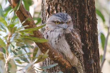 Tawny Frogmouth perched sleeping by day on a Tree