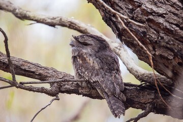 Tawny Frogmouth perched sleeping by day on a Tree