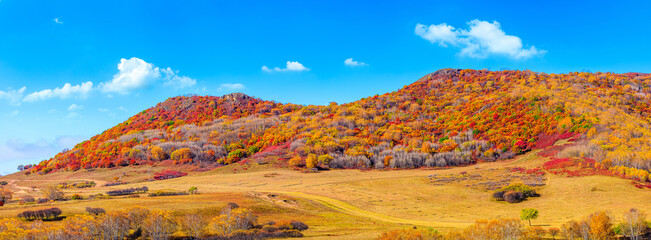 Colorful forest and mountain natural landscape in autumn.Beautiful autumn scenery in the Ulan...