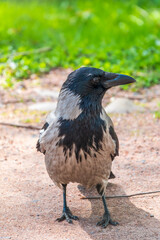 Black crow walks on green lawn. Raven on grass. Wild bird on meadow.