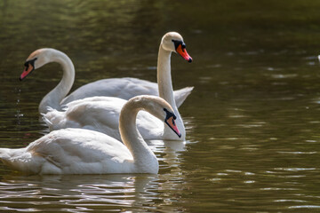Graceful white Swans swimming in the lake, swans in the wild