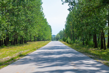 Fototapeta na wymiar very scenic straight road with green trees