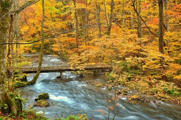 奥入瀬渓流の紅葉