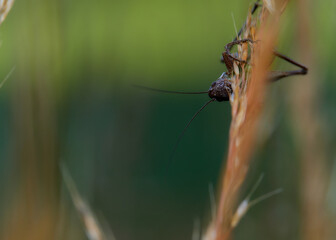 macro photo of a cricket - Pholidoptera fallax