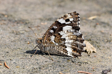 Grayling, rock grayling // Ockerbindiger Samtfalter (Hipparchia semele)