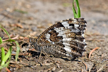 Grayling, rock grayling // Ockerbindiger Samtfalter (Hipparchia semele)