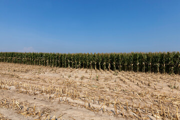 an agricultural field where corn is harvested for food