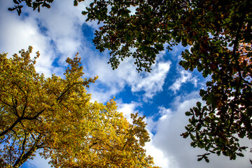 in the autumn season in the Szczytnicki Park in Wrocław