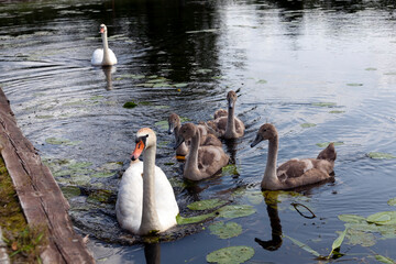 a family of swans floating on the lake with young gray chicks