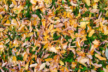 A colourful Autumn carpet of fallen golden Acacia leaves following rainfall
