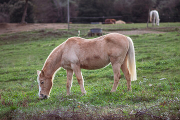 Naklejka na ściany i meble Horse in a green field, landscape