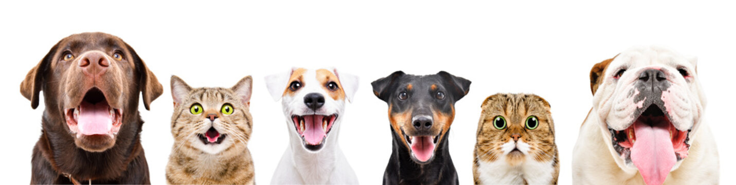 Portrait of six cute funny pets isolated on a white background