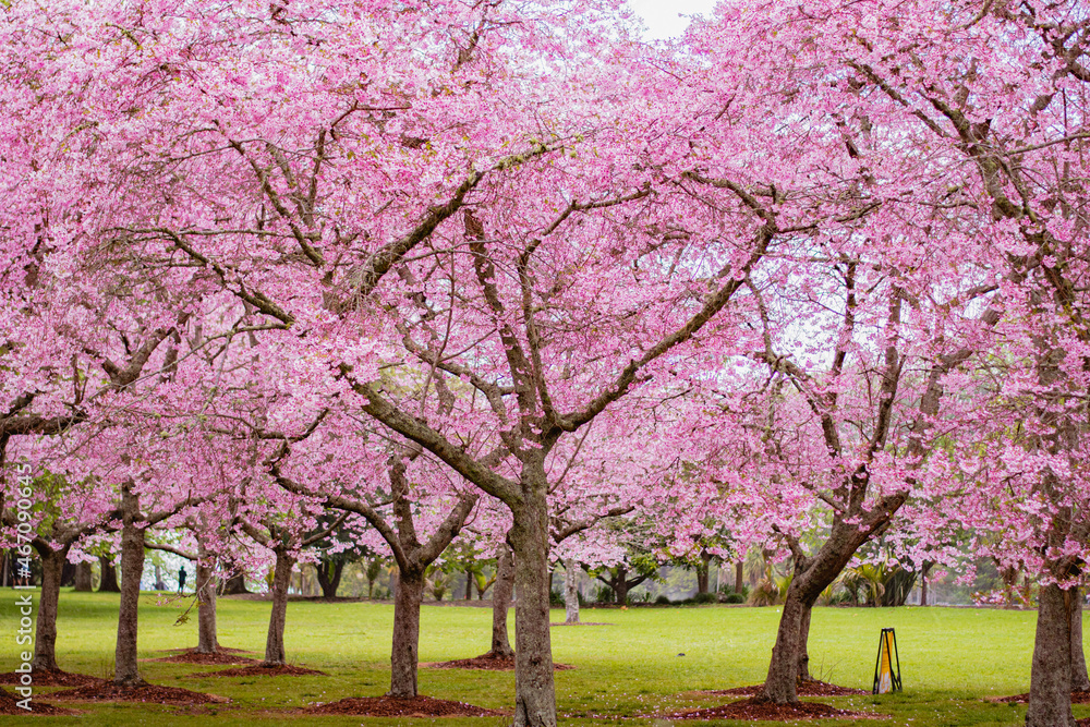 Wall mural Cherry blossoms in Auckland New Zealand in Spring Season