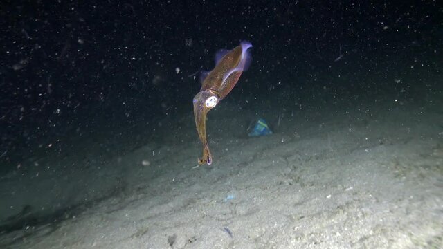 Squid (Teuthida, Bathyteuthidae) underwater, Bali, Indonesia.