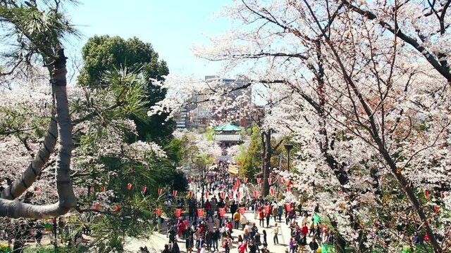 Ueno Park Cherry Blossom