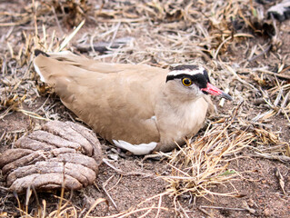 Black-crowned lapwing laying on eggs