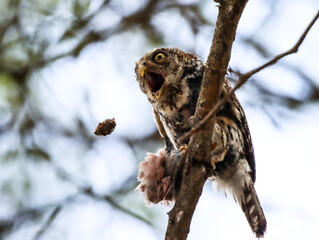 Pearl-spotted owlet regurgitating the fur from his last meal