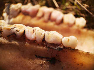 Herbivorous animal skull. Animal teeth - close up.
