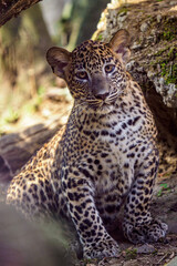 Fototapeta na wymiar Sri Lankan leopard cub, Panthera pardus kotiya