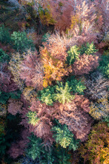 color festival of needles and deciduous trees from drones bird's eye view in golden autumn