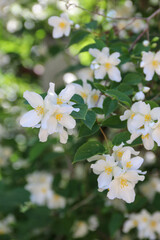 Obraz na płótnie Canvas Blooming jasmine shrub. Tender jasmine flowers between green leaves close-up. Nature background