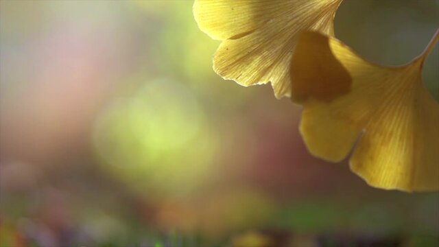 Ginkgo biloba leaves falling down from a tree in autumn garden. Gingko leaf in sun lite. Herbal medicine. Herbs. Alternative medicine concept. Nature background. Slow motion. 