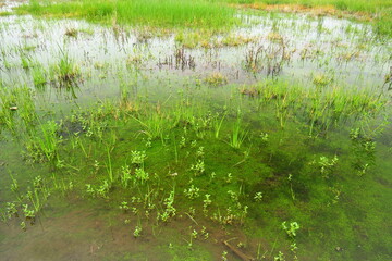 夏の若草生える湿地風景