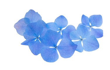 Fototapeta na wymiar blue hydrangea flowers isolated