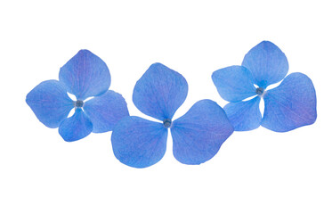 Fototapeta na wymiar blue hydrangea flowers isolated