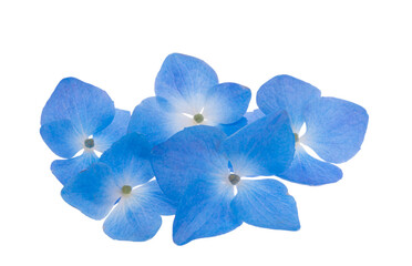 blue hydrangea flowers isolated