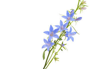 Obraz premium bell flower isolated