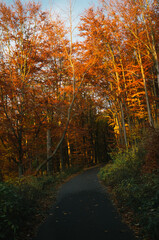 Obraz premium Exploring roads less ridden, little adventures around hometown