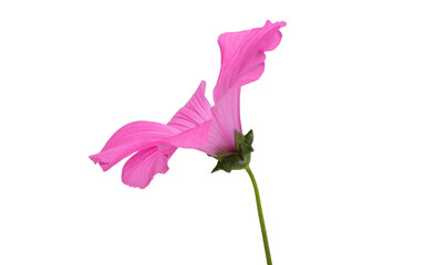 pink mallow flower isolated