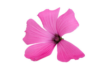 Fototapeta na wymiar pink mallow flower isolated