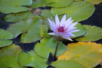 pink water lilies