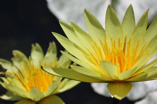 Yellow Lotus Flower