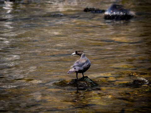 New Zealand - Blue Duck Station - The Special Blue Duck