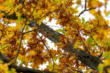 Bottom view of yellow autumn leaves and branches of an old oak tree