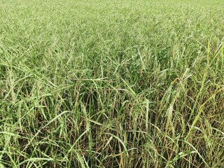 fields and paddy fields at the time of harvest
