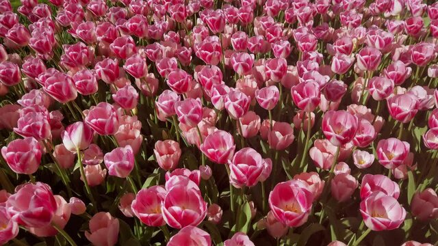Many red varietal tulips on flowerbed