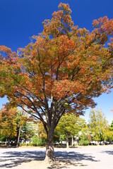 黄葉の欅のある誰もいない公園風景