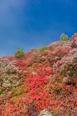 Entspannter Herbstspaziergang entlang der Saale Horizontale in Jena - Thüringen