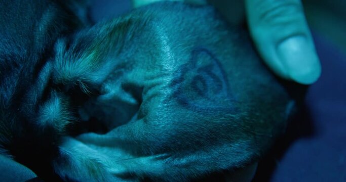 Person wipes with paper napkin inner part of ear of dog with kennel mark, close up. Regular hygiene procedures to maintain health of pet. Disinfection of skin with sterile solution after tattooing.