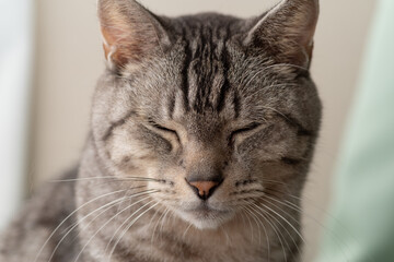 眠そうな猫　サバトラ猫