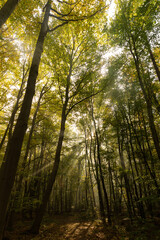 A foggy Autumn morning in the forests of Germany.