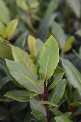 Laurel leaves