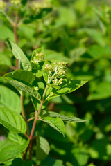Paniculate hydrangea Little Lime