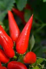 Red ornamental pepper Joker