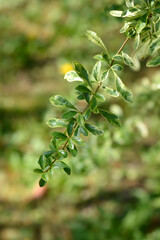 Variegated firethorn Harlequin